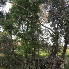 Eucalyptus blakelyi at Red Hill to Yarralumla Creek - 8 Oct 2021 06:13 PM