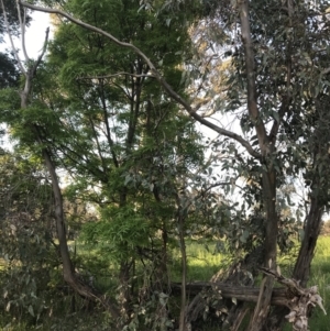 Eucalyptus blakelyi at Red Hill to Yarralumla Creek - 8 Oct 2021 06:13 PM