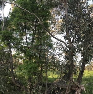 Eucalyptus blakelyi at Red Hill to Yarralumla Creek - 8 Oct 2021