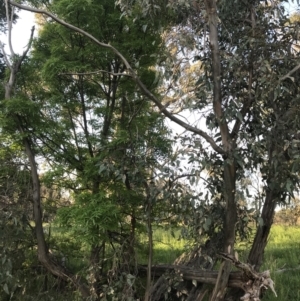 Eucalyptus blakelyi at Red Hill to Yarralumla Creek - 8 Oct 2021 06:13 PM