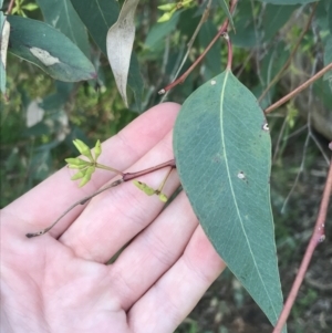 Eucalyptus blakelyi at Red Hill to Yarralumla Creek - 8 Oct 2021 06:13 PM