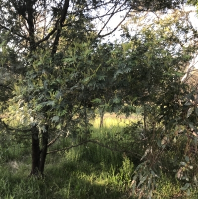 Acacia mearnsii (Black Wattle) at Red Hill to Yarralumla Creek - 8 Oct 2021 by Tapirlord