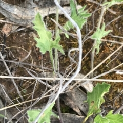 Convolvulus angustissimus subsp. angustissimus (Australian Bindweed) at Hughes Grassy Woodland - 8 Oct 2021 by Tapirlord