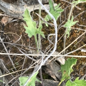 Convolvulus angustissimus subsp. angustissimus at Hughes, ACT - 8 Oct 2021 06:09 PM