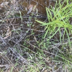 Convolvulus angustissimus subsp. angustissimus at Hughes, ACT - 8 Oct 2021