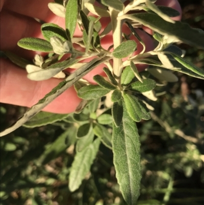 Unverified Other Shrub at Hughes, ACT - 8 Oct 2021 by Tapirlord