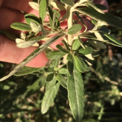 Unidentified Other Shrub at Hughes, ACT - 8 Oct 2021 by Tapirlord