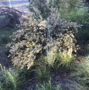 Pomaderris sp. at Hughes, ACT - 8 Oct 2021