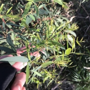 Eucalyptus viminalis at Hughes, ACT - 8 Oct 2021