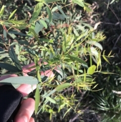 Eucalyptus viminalis (Ribbon Gum) at Hughes, ACT - 8 Oct 2021 by Tapirlord