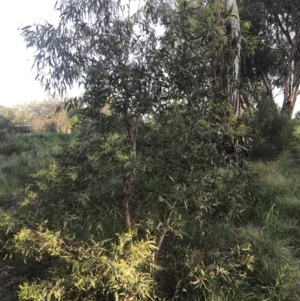 Eucalyptus viminalis at Hughes, ACT - 8 Oct 2021 06:01 PM