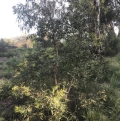 Eucalyptus viminalis at Hughes, ACT - 8 Oct 2021