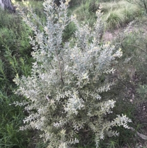 Grevillea sp. at Red Hill to Yarralumla Creek - 8 Oct 2021