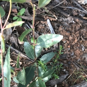 Eucalyptus macrorhyncha at Hughes, ACT - 8 Oct 2021