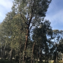 Eucalyptus macrorhyncha at Hughes, ACT - 8 Oct 2021