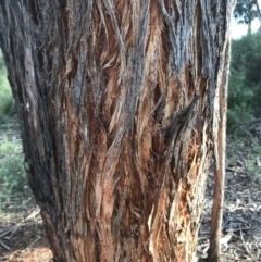 Eucalyptus macrorhyncha at Hughes, ACT - 8 Oct 2021