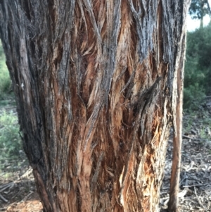 Eucalyptus macrorhyncha at Hughes, ACT - 8 Oct 2021