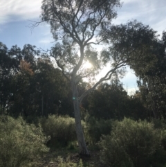 Eucalyptus mannifera subsp. mannifera (Brittle Gum) at Hughes Grassy Woodland - 8 Oct 2021 by Tapirlord