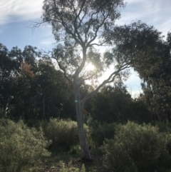 Eucalyptus mannifera subsp. mannifera (Brittle Gum) at Hughes, ACT - 8 Oct 2021 by Tapirlord