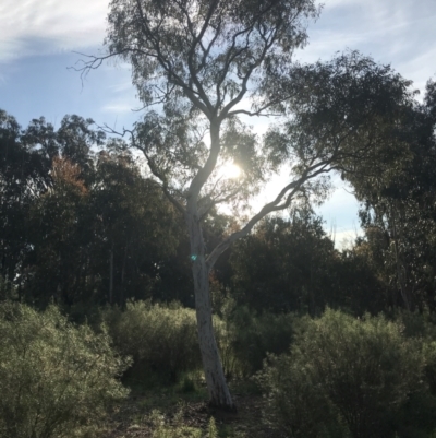 Eucalyptus mannifera subsp. mannifera (Brittle Gum) at Hughes Grassy Woodland - 8 Oct 2021 by Tapirlord