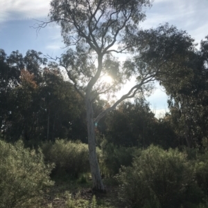 Eucalyptus mannifera subsp. mannifera at Hughes, ACT - 8 Oct 2021