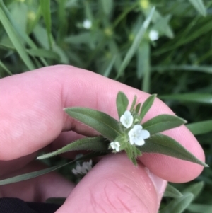 Buglossoides arvensis at Deakin, ACT - 8 Oct 2021 05:49 PM