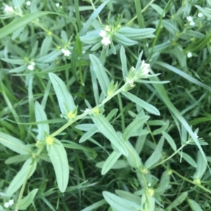 Buglossoides arvensis at Deakin, ACT - 8 Oct 2021 05:49 PM