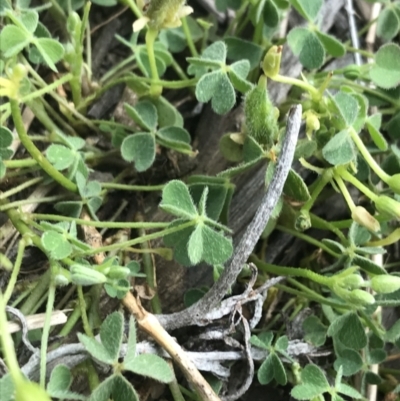 Oxalis exilis (Shady Wood Sorrel) at Deakin, ACT - 8 Oct 2021 by Tapirlord