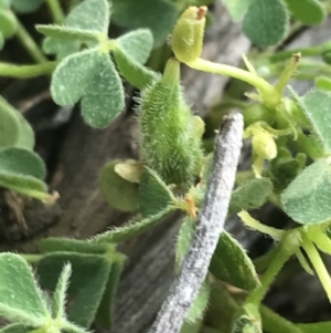 Oxalis exilis at Deakin, ACT - 8 Oct 2021