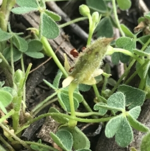 Oxalis exilis at Deakin, ACT - 8 Oct 2021