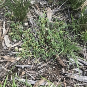 Oxalis thompsoniae at Deakin, ACT - 8 Oct 2021