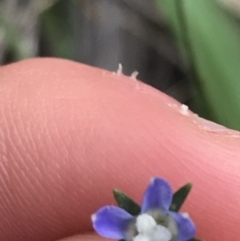 Wahlenbergia multicaulis (Tadgell's Bluebell) at Red Hill to Yarralumla Creek - 8 Oct 2021 by Tapirlord