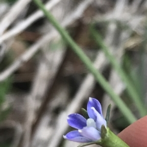 Wahlenbergia multicaulis at Deakin, ACT - 8 Oct 2021