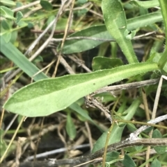 Wahlenbergia multicaulis at Deakin, ACT - 8 Oct 2021