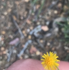 Calotis lappulacea (Yellow Burr Daisy) at Hughes, ACT - 8 Oct 2021 by Tapirlord