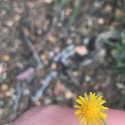 Calotis lappulacea (Yellow Burr Daisy) at Hughes Grassy Woodland - 8 Oct 2021 by Tapirlord