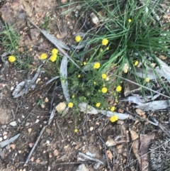 Calotis lappulacea at Hughes, ACT - 8 Oct 2021 05:45 PM