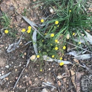 Calotis lappulacea at Hughes, ACT - 8 Oct 2021