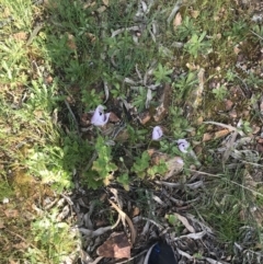 Papaver somniferum subsp. setigerum at Hughes, ACT - 8 Oct 2021