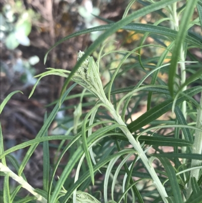 Cassinia longifolia (Shiny Cassinia, Cauliflower Bush) at Hughes Grassy Woodland - 8 Oct 2021 by Tapirlord