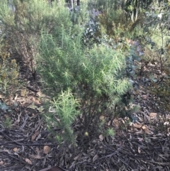 Cassinia longifolia at Hughes, ACT - 8 Oct 2021