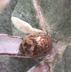 Paropsisterna m-fuscum (Eucalyptus Leaf Beetle) at Hughes Grassy Woodland - 8 Oct 2021 by Tapirlord