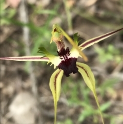 Caladenia atrovespa (Green-comb Spider Orchid) at Black Mountain - 10 Oct 2021 by WintersSeance