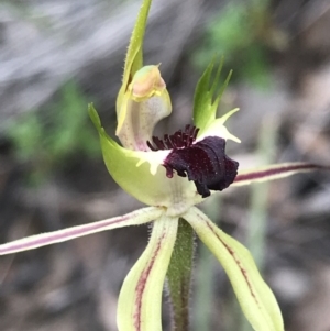 Caladenia atrovespa at Bruce, ACT - 10 Oct 2021