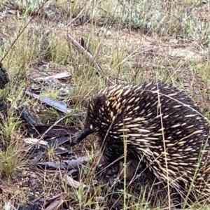 Tachyglossus aculeatus at Stromlo, ACT - 13 Oct 2021 11:05 AM