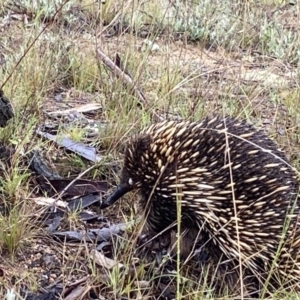 Tachyglossus aculeatus at Stromlo, ACT - 13 Oct 2021