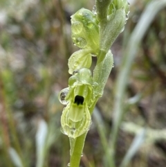 Hymenochilus bicolor (Black-tip Greenhood) at Stromlo, ACT - 12 Oct 2021 by AJB