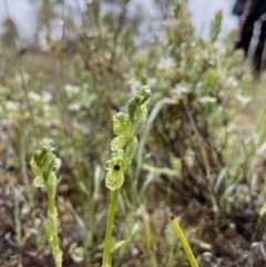 Hymenochilus bicolor (ACT) = Pterostylis bicolor (NSW) at Stromlo, ACT - suppressed