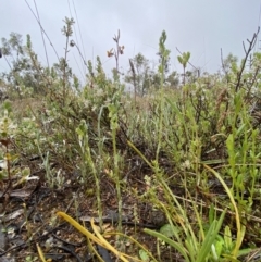 Hymenochilus bicolor (ACT) = Pterostylis bicolor (NSW) at Stromlo, ACT - 13 Oct 2021