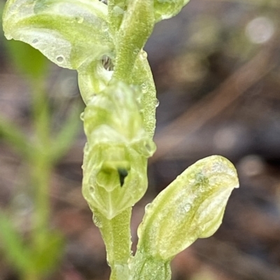 Hymenochilus cycnocephalus (Swan greenhood) at Stromlo, ACT - 12 Oct 2021 by AJB